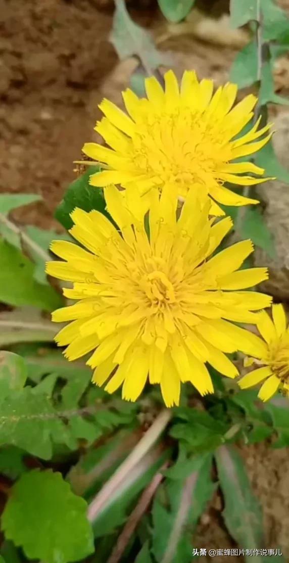 风景美图，风景美图壁纸（鲜花争艳，美景如画，过目不忘）