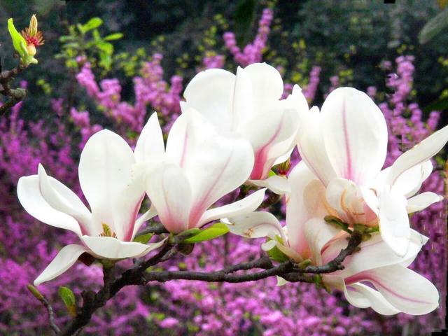 广玉兰（广玉兰花），在园林绿化中常见的几种玉兰花（玉兰花 广玉兰）