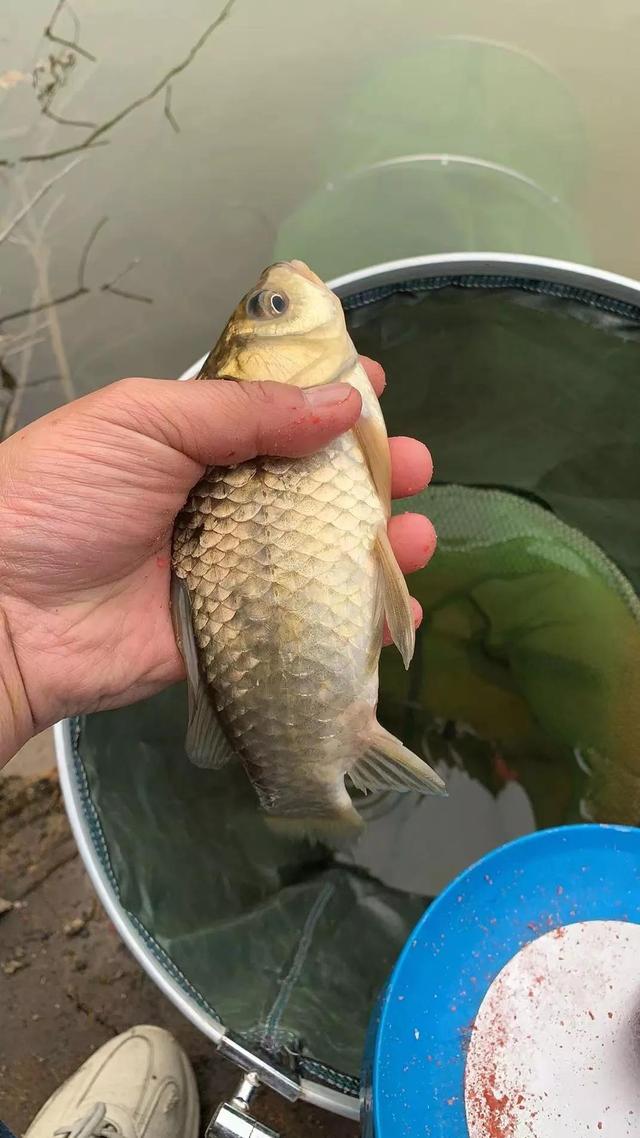 羊油的功效与作用及食用方法，诱鱼效果好还能避小鱼
