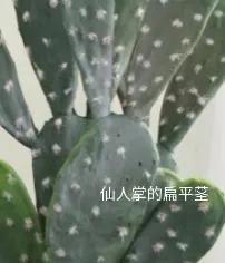 什么是植物，什么是植物染发（简单来认识植物）