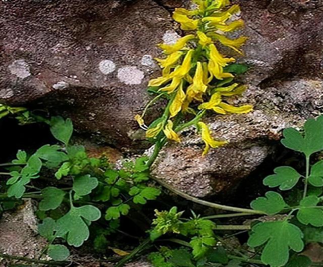 小黄花的传说，故事的小黄花的意思（山崖上“掏”了1株“小黄花”）