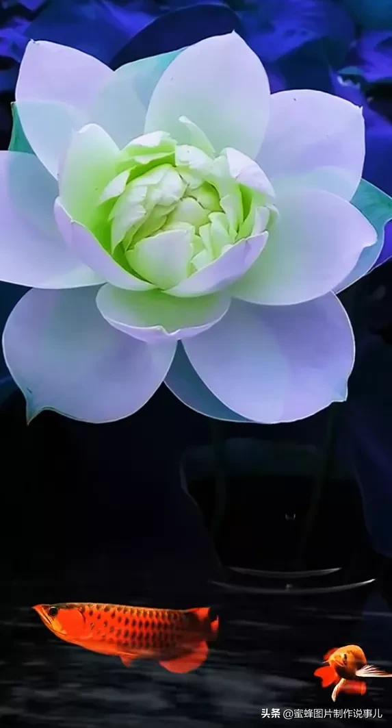 腊梅图片，一花一世界（腊梅图片）