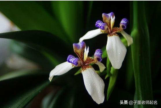 特殊又好听的花名，艺名 女 简单气质（清丽不俗的花名用作女孩名字）