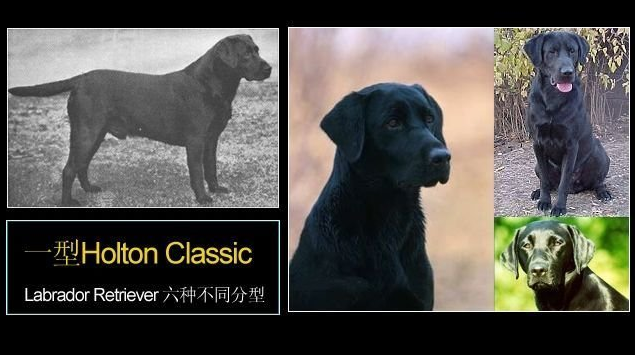 拉布拉多幼犬图片，纯种拉布拉多犬（纯种拉布拉多犬多少钱一只）