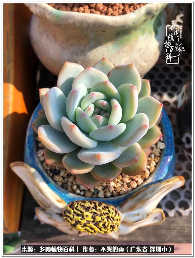 彩虹糖的梦 金娃娃，娃娃音适合唱哪些歌（愿2022心中有盼）