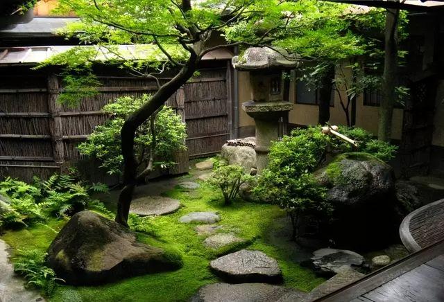 客厅盆景树种前十名，栽客厅里的吉祥富贵树（适合客厅养的9种树）