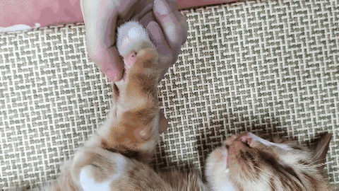 怎样抱猫咪最舒服，怎样抱猫咪最舒服图片（史上最全猫咪按摩宝典）
