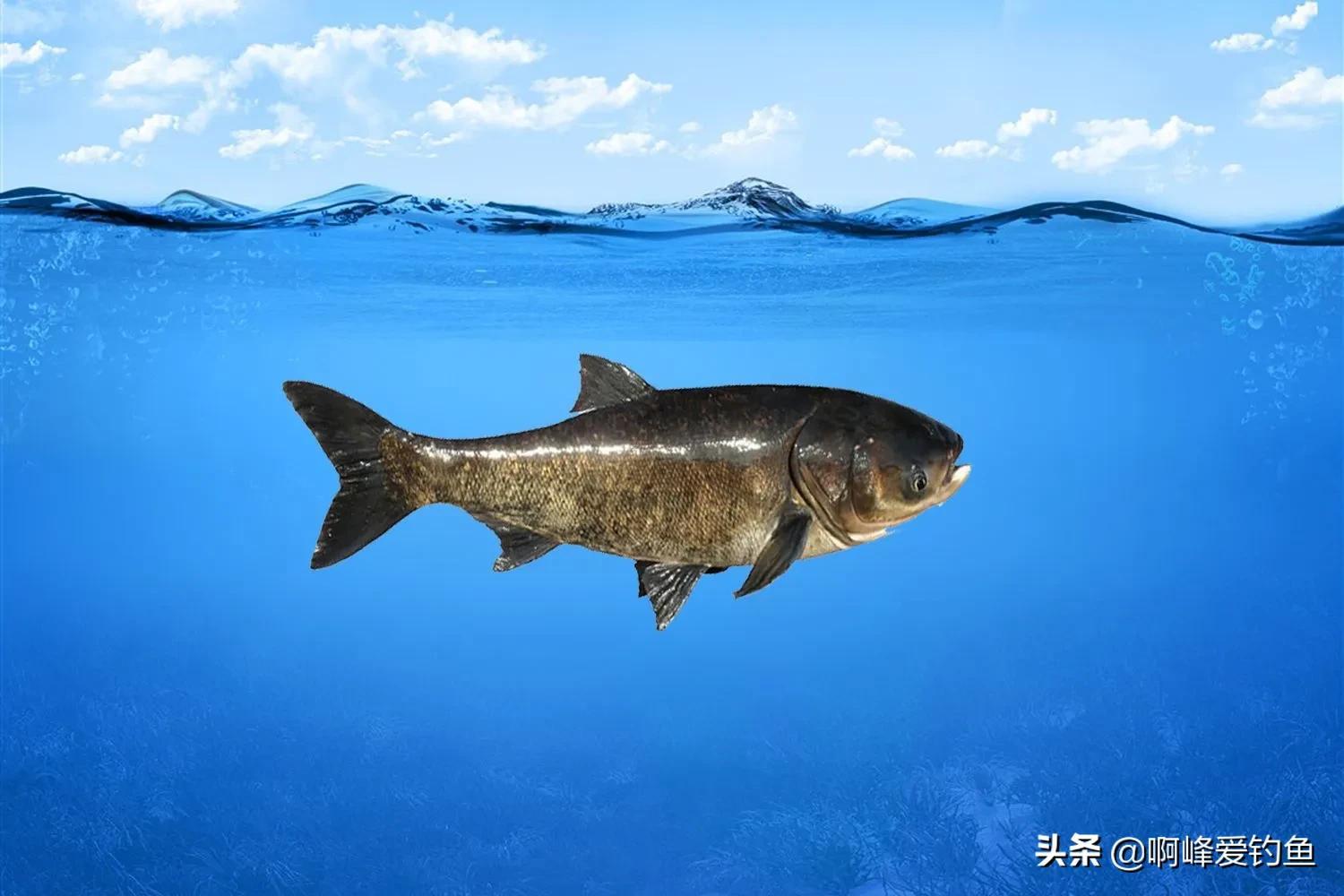 鳙鱼非珍稀鱼种，常见淡水养殖鱼类，广泛分布于我国各大江河湖泊中。