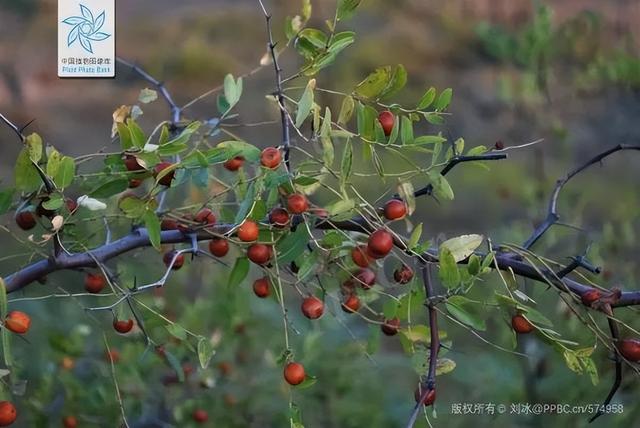 酸枣仁怎么吃，酸枣仁怎么吃法（这个医圣张仲景最爱的“小枣子”）