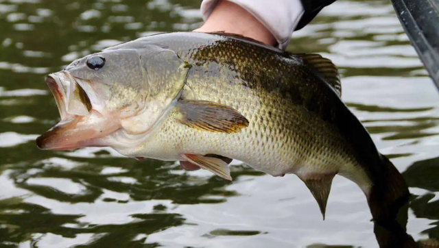 最常见的淡水鱼都有哪种，最常见的淡水鱼