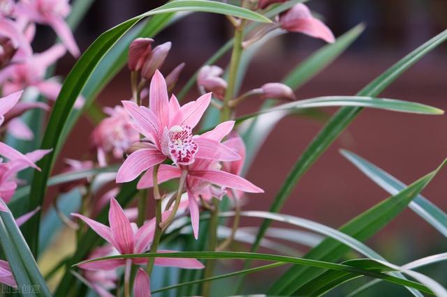 花中四君子指的是什么，花中四君子是指什么（花中四君子，你属于哪种）