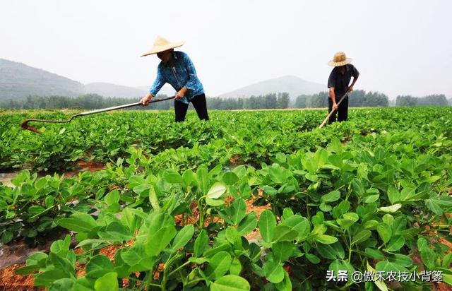 花生的生长过程，花生是怎么长出来的（又能促进开花结荚多收花生果）