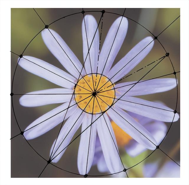 花朵的构造有哪些，花朵的组成结构（暴力拆解花朵的几何结构）