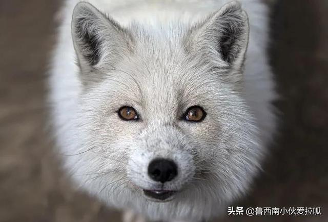阴阳师安倍晴明解说，日本最强阴阳师安倍晴明的神秘力量