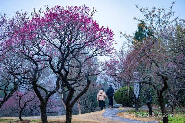 文化遗产：南京梅花山的文化，文化遗产的价值（天下第一梅山迎观赏期）