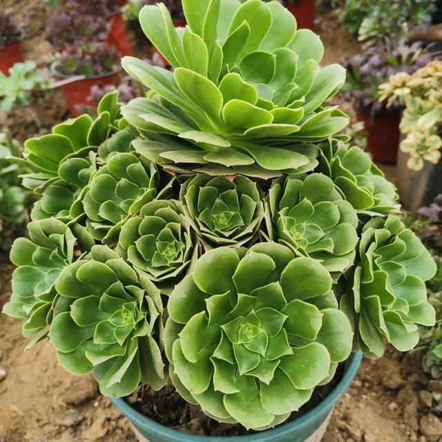 多肉花怎么养，多肉花怎么养才能爆盆（冬天夏天都很美）