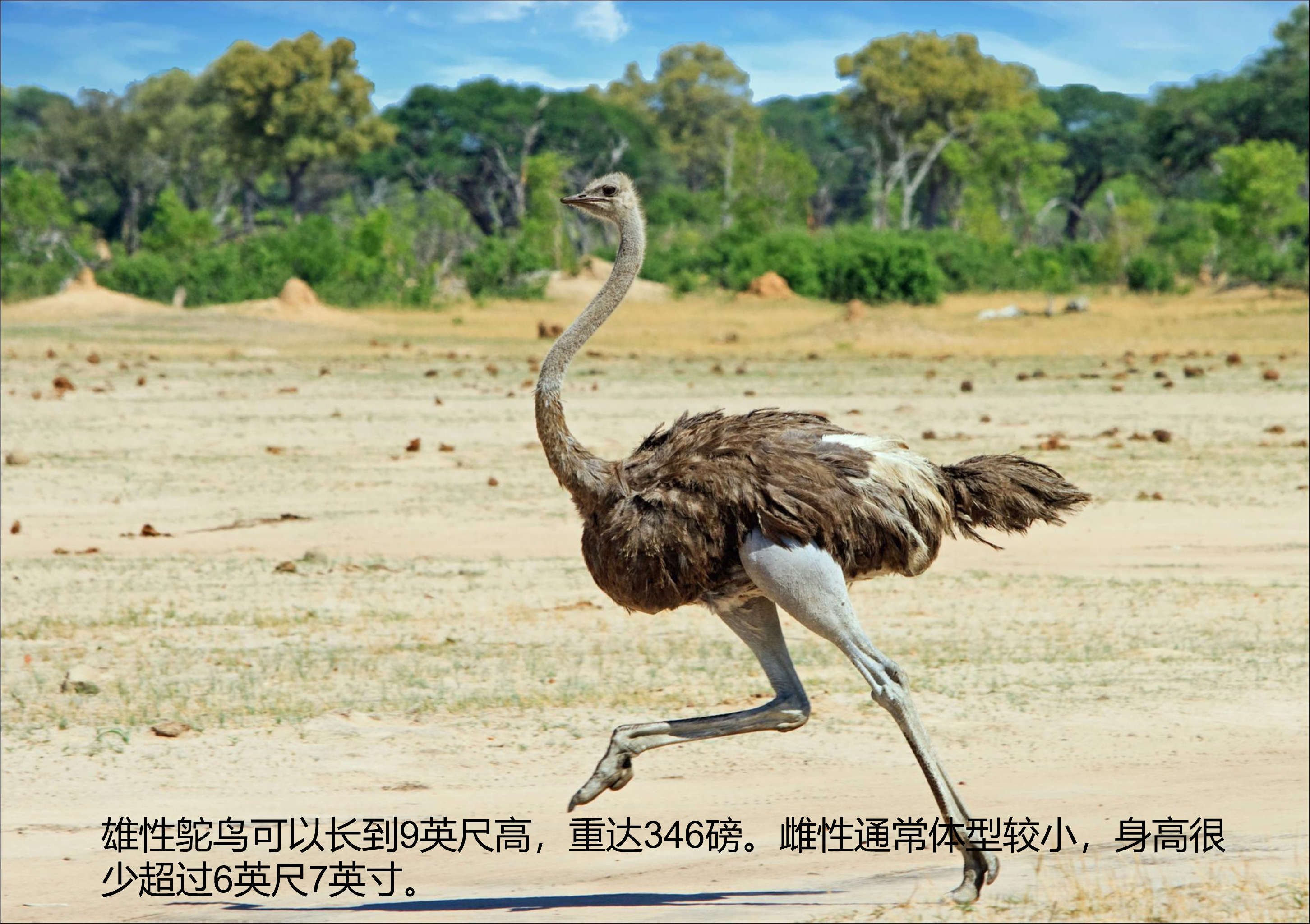 世界上最大的螃蟹排名(地球上最大的10种动物) - 去钓鱼
