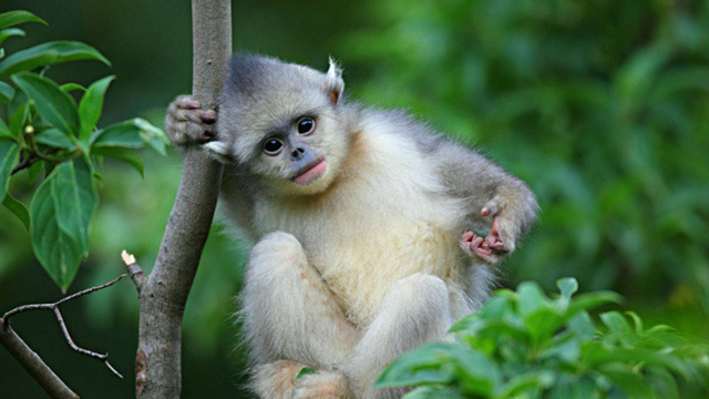 云南特有动物（最接近人类的红嘴唇动物）