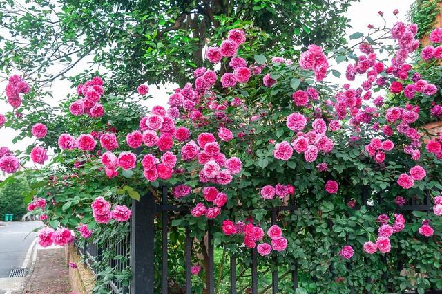 一年四季都开花的月季品种，复花能力超好的6种藤本月季