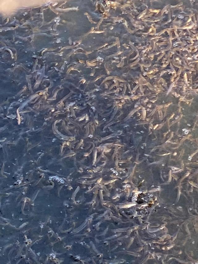 养殖泥鳅投资多少钱，养殖泥鳅要投资多少钱（农村人搞养殖去年天灾亏了20万本钱）