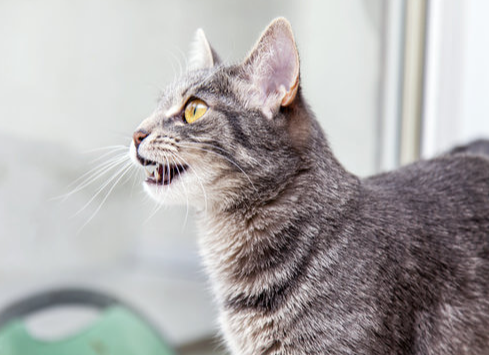 怎么理解猫咪的叫声和动作，怎样理解猫咪的叫声（猫叫的意思，你能正确读懂么）