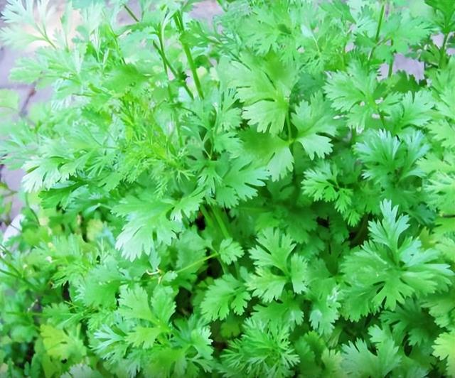 芫荽是什么，今日分享：芫荽（芫荽是什么东西的学名）
