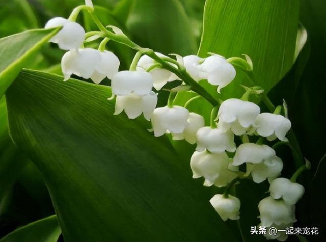 为什么不能送郁金香，郁金香千万不能乱送（3种花草别送人）