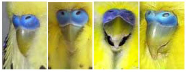 怎样分辨虎皮鹦鹉的公母雌雄，怎样分辨虎皮鹦鹉是公是母（如何区分虎皮鹦鹉的性别）