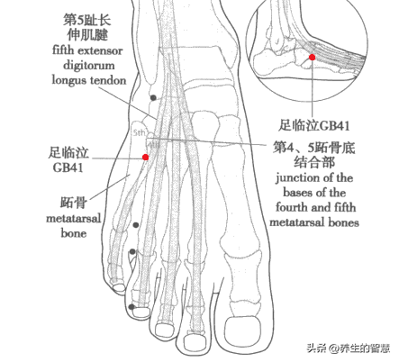 胆经的准确位置图，真人胆经穴位运行路线图（最完整的经络笔记）