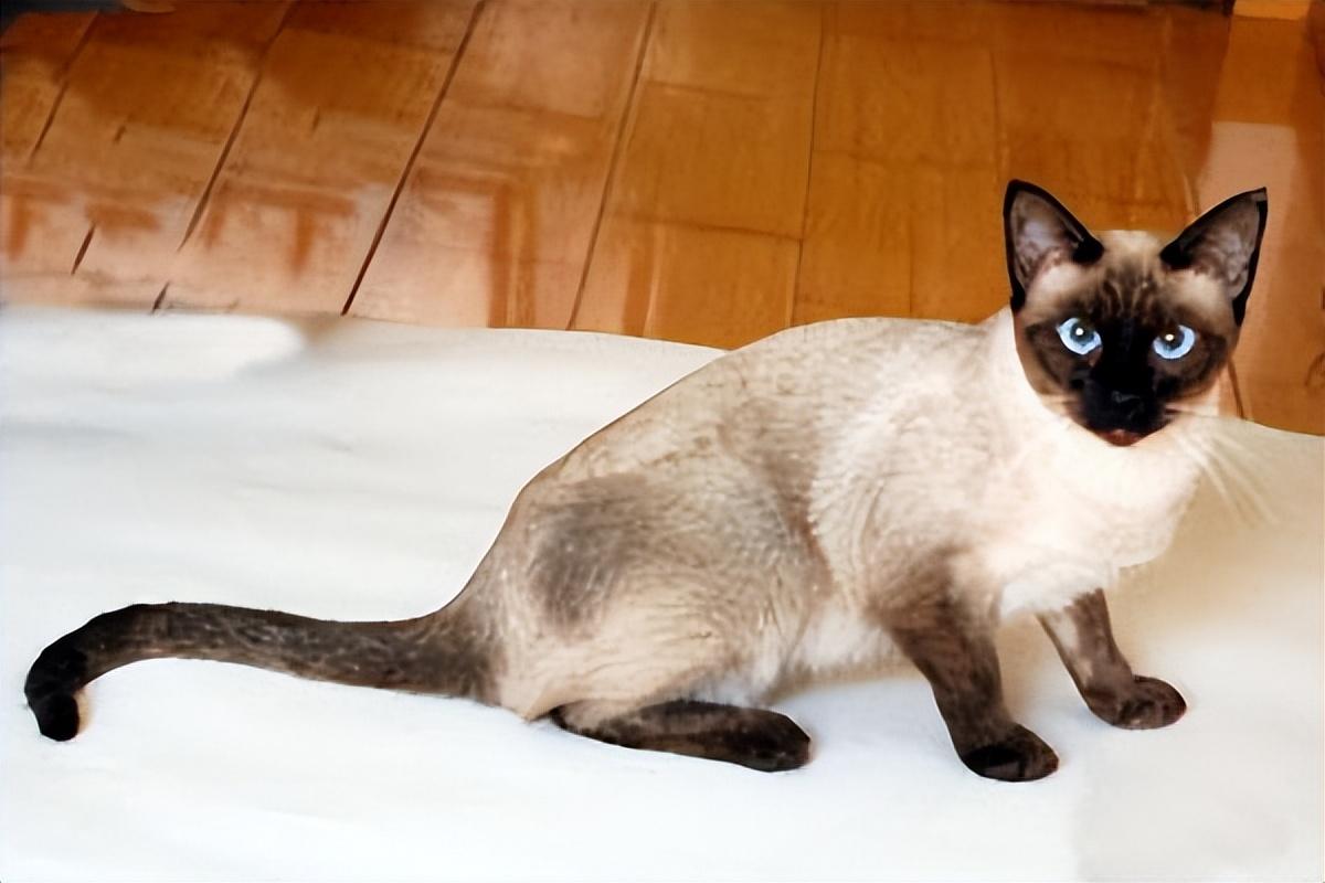 大型猫品种(中国十大禁养猫)