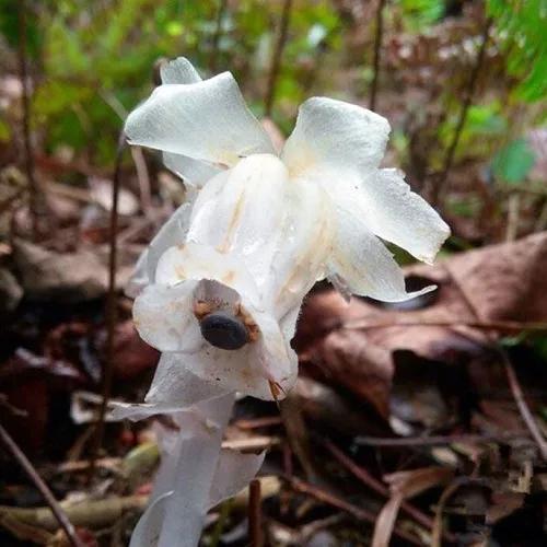 水晶兰的花语是什么，水晶兰是吉祥花吗（幽灵之花一一水晶兰）