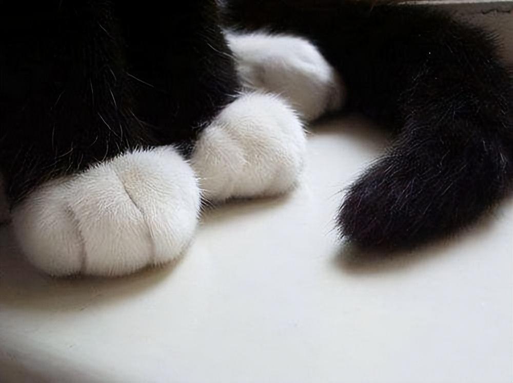 四爪白色的黑猫图片