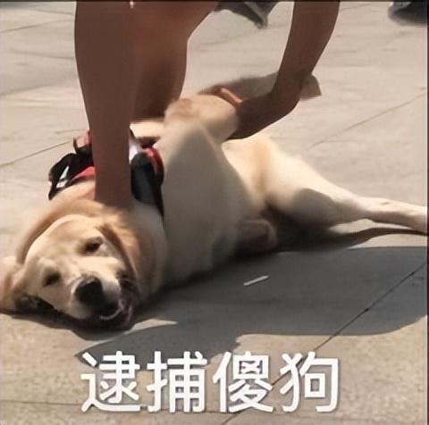 一些幽默诙谐的经典语录，幽默的经典语录（一看就很沙雕搞笑的句子）