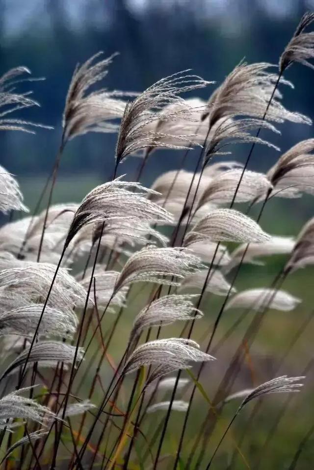 什么的美景，铺满金色巴掌的水泥道描写了什么（自然的美景，爱的诗篇）