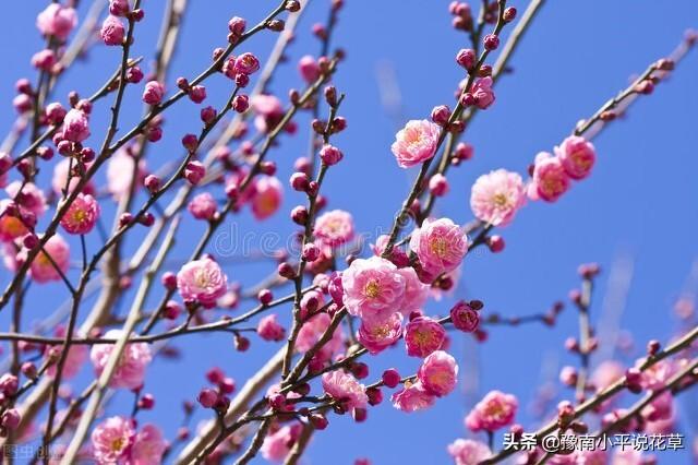 大门口种什么花最吉利，大门口栽什么花才吉利（6种“吉祥花”）