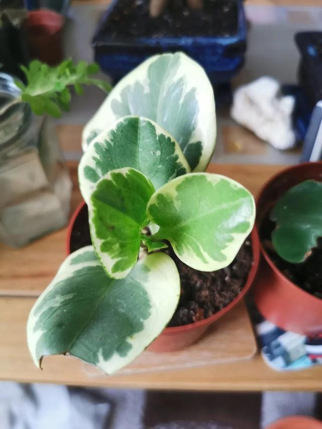 绿色种类（正版豆瓣绿和“假冒”豆瓣绿）