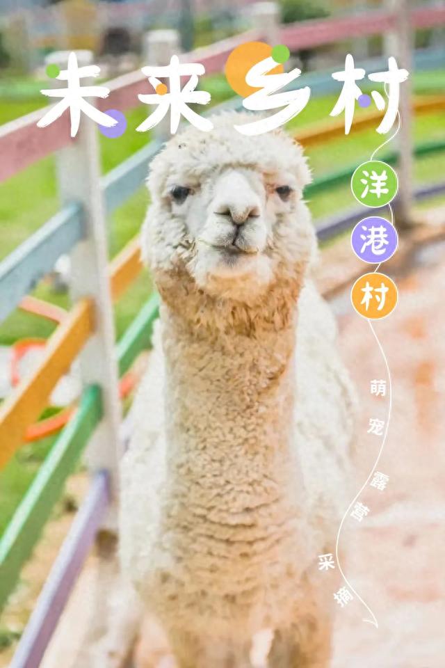 金华深藏不露的未来小村，花海、高科技游戏、动物园…拿回省级大奖，却鲜为人知