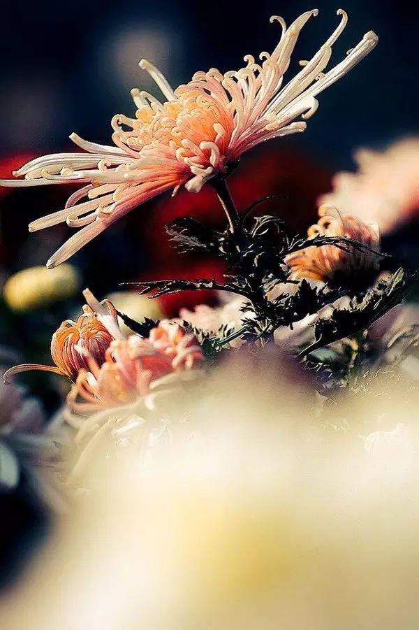 梅花象征什么，梅花象征什么青松象征什么雪花象征什么（中国十大名花排行榜）