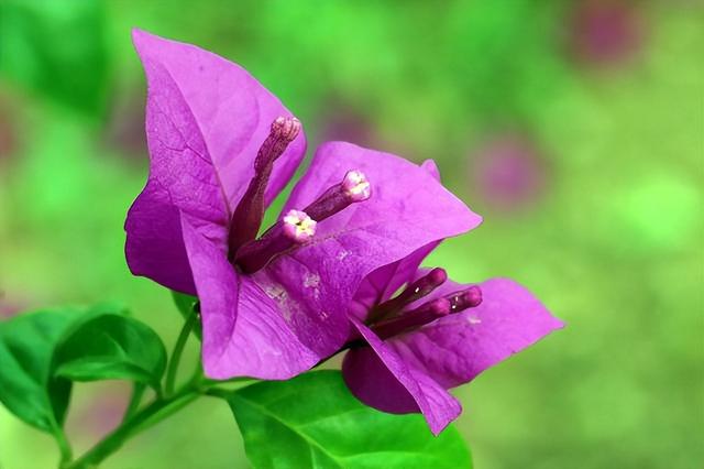 2022年属虎两喜，2022年属虎喜用字（2022壬寅虎年）