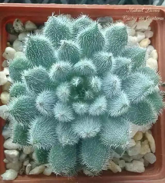仙人掌开花图片，八种开花勤快的仙人掌植物（40多种罕见的仙人掌开花图）