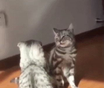 美短价格在多少钱一只，美短猫多少钱一只（你要是打算养猫，千万别养美短）