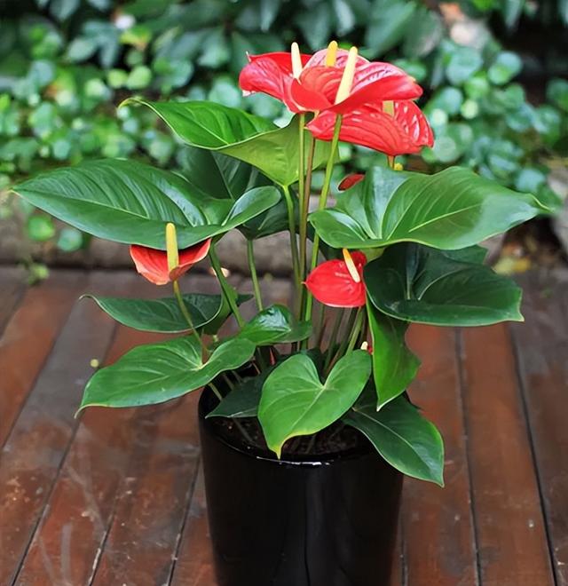 可以种在阳台的大型绿植，可以种在阳台的大型绿植品种（能养8种“大叶花”）