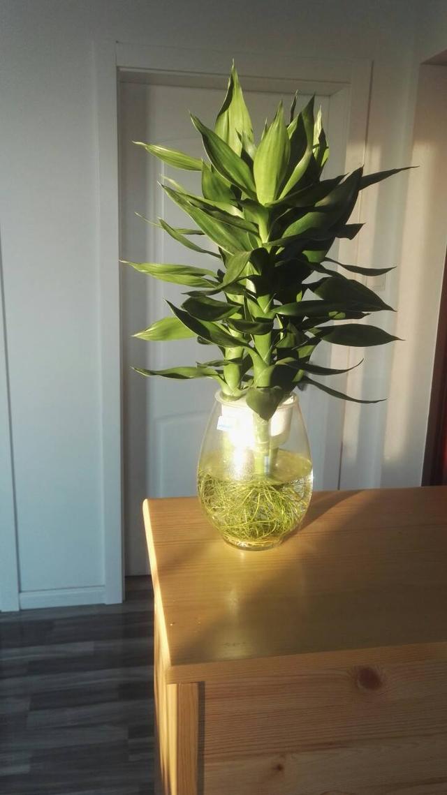 竹子的寓意和象征，竹子的象征意义是什么（有富贵招财好寓意）