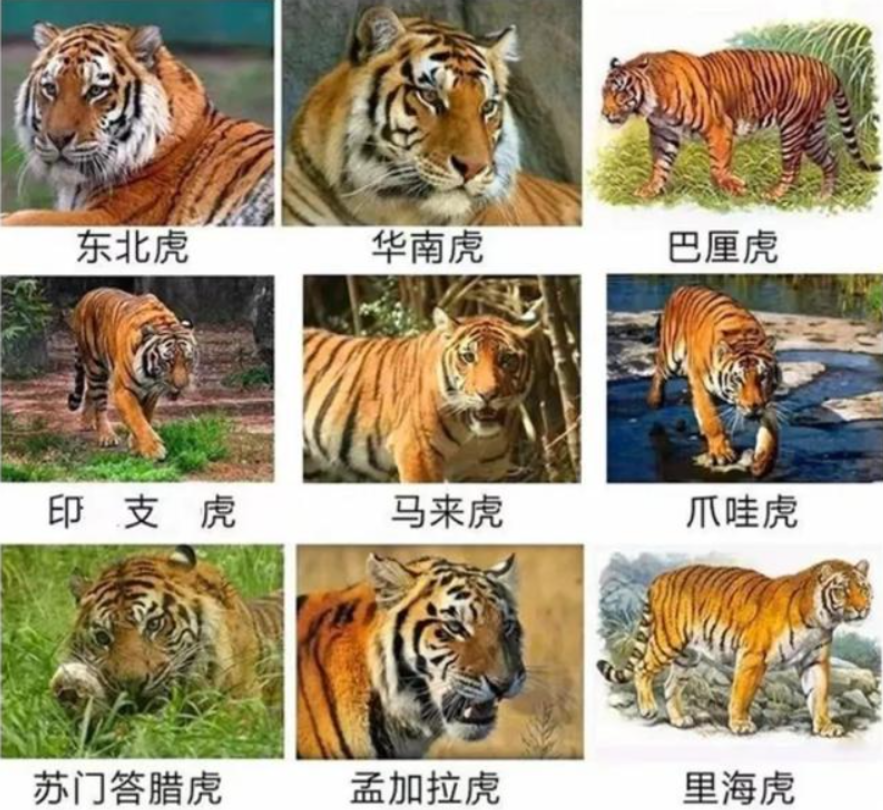 动物繁育纪录片全集完整版,老虎的繁殖与交配并没有铁汉柔情这回事