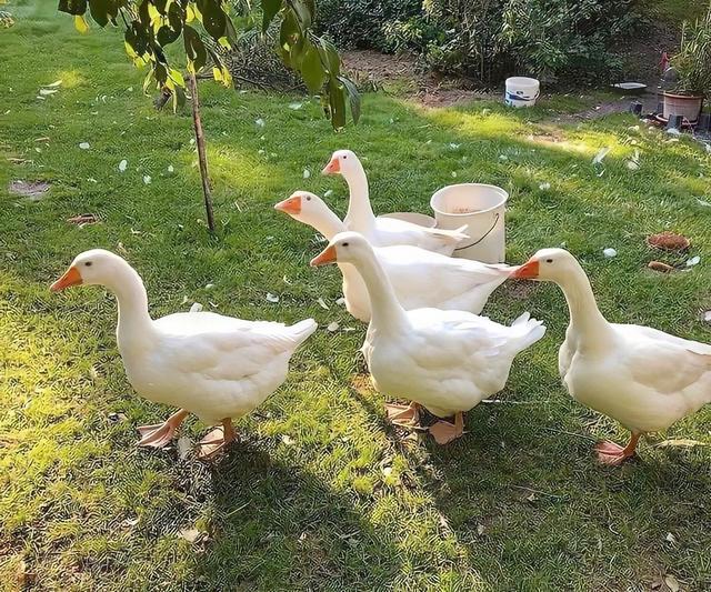 温柔的图片唯美，ins温柔唯美治愈系背景图，微信头像（生活明朗 万物可爱）