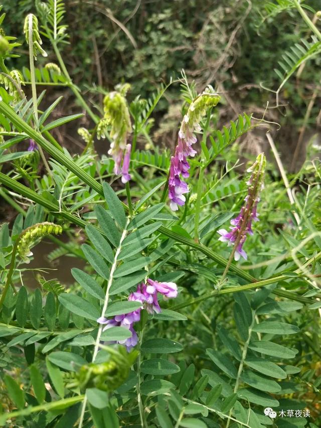 那些四月里开出绚烂花儿的野生植物们，四月有什么花开花