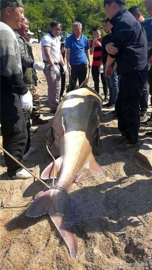 野生鲫鱼一斤多少元，2021鲫鱼多少钱一斤今日鱼价（黑龙江渔民捕获1028斤大鱼）