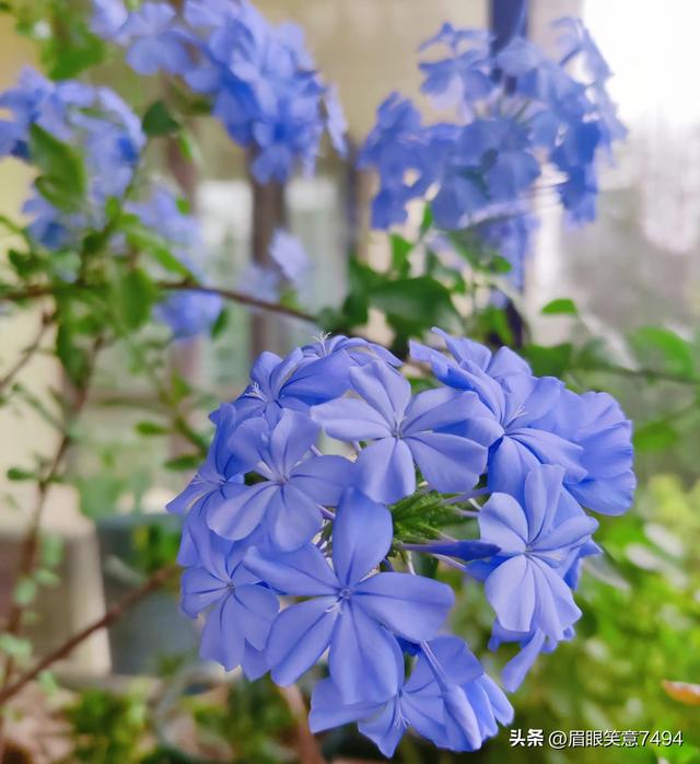 蓝雪花花语和象征意义，蓝雪花花语