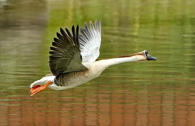 大雁和鹅的区别，大雁和鹅的区别是什么（鹅的真实面貌超出大家的想象）