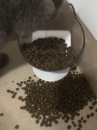 布偶猫和蓝猫各自有什么特点，蓝猫好还是布偶猫好（“英短”和“布偶”哪个好）